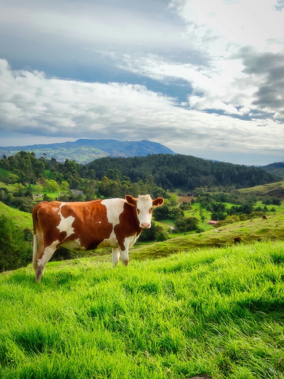 Holy Cows!